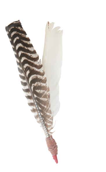 image of feather with white background